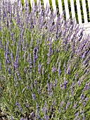 LAVANDULA INTERMEDIA GROSSO