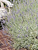 LAVANDULA SILVER FROST