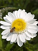 LEUCANTHEMUM SUPERBUM SUNNY SIDE UP