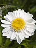 LEUCANTHEMUM SUPERBUM SUNNY SIDE UP