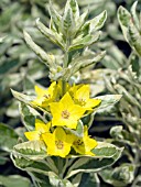 LYSIMACHIA ALEXANDER