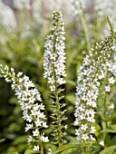 LYSIMACHIA SNOW CANDLES