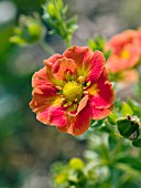 POTENTILLA ATROSANGUINEA FLAMENCO