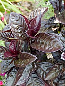 PSEUDERANTHEMUM ATROPURPUREUM RUBRUM