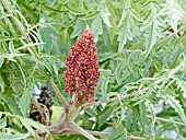 RHUS TYPHINA LACINIATA,  CUTLEAF STAGHORN SUMAC,  SYN. RHUS TYPHINA DISSECTA.