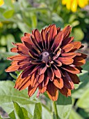 RUDBECKIA HIRTA CHEROKEE SUNSET