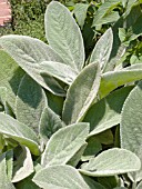 STACHYS BYZANTINA  (LAMBS EARS)