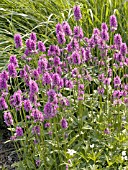 STACHYS OFFICINALIS HUMMELO