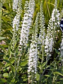 VERONICA SPICATA ICICLE