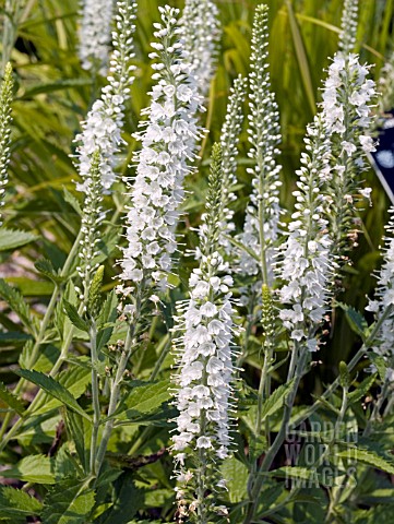 VERONICA_SPICATA_ICICLE