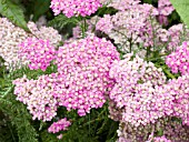 ACHILLEA MILLEFOLIUM MONTROSE ROSE