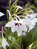 ACIDANTHERA BICOLOR MURIELIAE