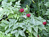 ACTAEA RUBRA