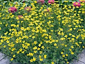 BIDENS FERULIFOLIA GOLDEN STAR