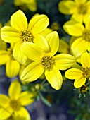 BIDENS FERULIFOLIA GOLDEN STAR