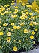 BRACTEANTHA BRACTEATA SUNDAZE GOLDEN YELLOW