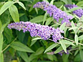 BUDDLEIA DAVIDII NANHO PURPLE