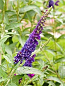 BUDDLEIA DAVIDII OPERA