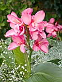 CANNA TROPICAL ROSE