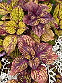 COLEUS FISHNET STOCKINGS