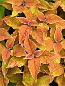 COLEUS RUSTIC ORANGE