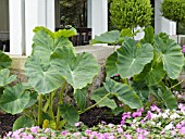 COLOCASIA ESCULENTA