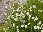 COREOPSIS ALPINA ALBA