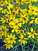 COREOPSIS GARDEN LEADER YELLOW