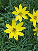 COREOPSIS VERTICILLATA ZAGREB