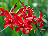 CROCOSMIA LUCIFER