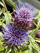 CYNARA SCOLYMUS VIOLETTO