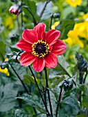 DAHLIA HYBRIDA JAPANESE BISHOP