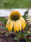 ECHINACEA HARVEST MOON