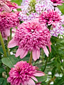ECHINACEA RAZZMATAZZ