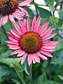 ECHINACEA VINTAGE WINE