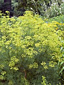 FERULA COMMUNIS