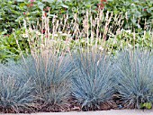 FESTUCA GLAUCA ELIJAH BLUE