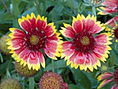 GAILLARDIA GRANDIFLORA GOBLIN