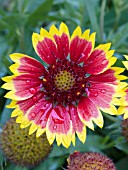 GAILLARDIA GRANDIFLORA GOBLIN