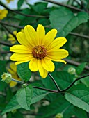 HELIOPSIS PRAIRIE SUNSET