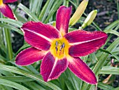 HEMEROCALLIS ARTABAN