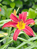 HEMEROCALLIS BESS ROSS