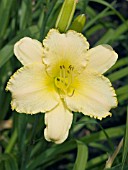 HEMEROCALLIS BIG SMILE