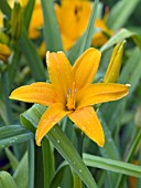 HEMEROCALLIS BURNING DAYLIGHT