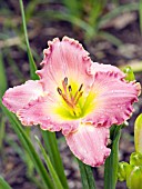 HEMEROCALLIS CHANCE ENCOUNTER