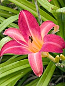 HEMEROCALLIS CHERRY CHEEKS