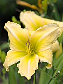 HEMEROCALLIS CLARENCE SIMON