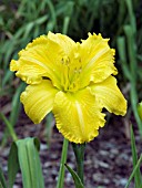 HEMEROCALLIS CONCRETE BLONDE
