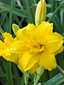 HEMEROCALLIS CONDILLA