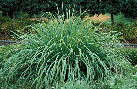 CYMBOPOGON_CITRATUS__LEMON_GRASS__POACEAE